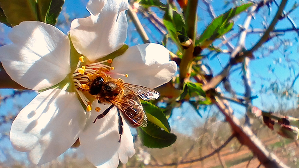 Trashumancia de abejas, una ganadería muy particular de flor en flor